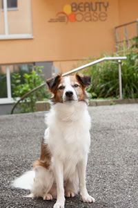 Hund Aragon